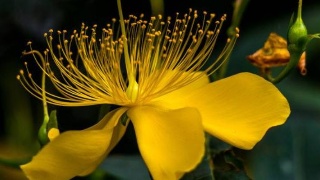 星空体育官网_杭州临安消防志愿者在行动 街头发放防火“说明书